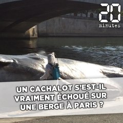 Un cachalot s'est-il vraiment échoué en plein cœur de Paris ?