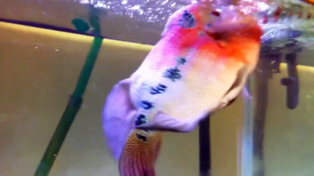 Quand ton poisson rouge géant veut te bouffer le doigt