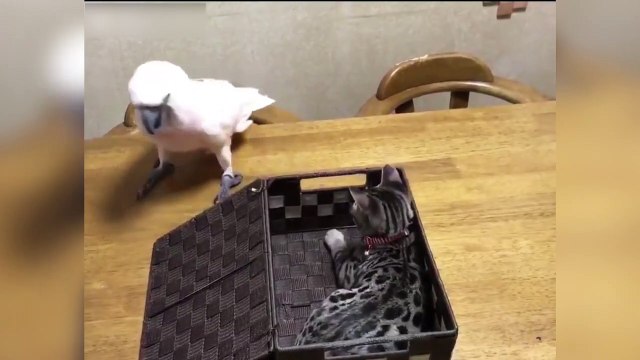 Ce perroquet joue à Cache-cache avec son pote le chat