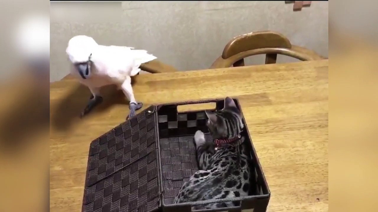 Ce perroquet joue à cache-cache avec un chat