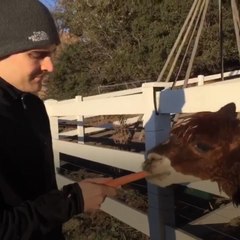 This wine tasting safari is one wild experience