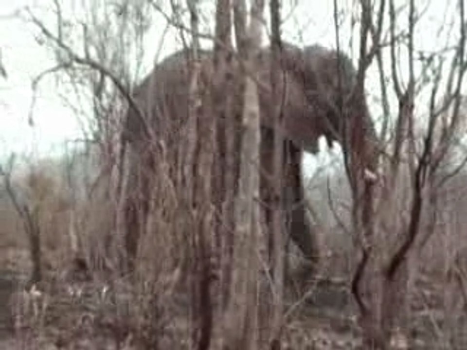 Olifant in Kruger
