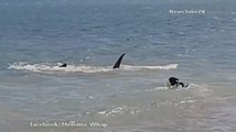 Un chien s'attaque à un requin en plein océan.
