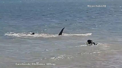 Un chien s'attaque à un requin en plein océan.