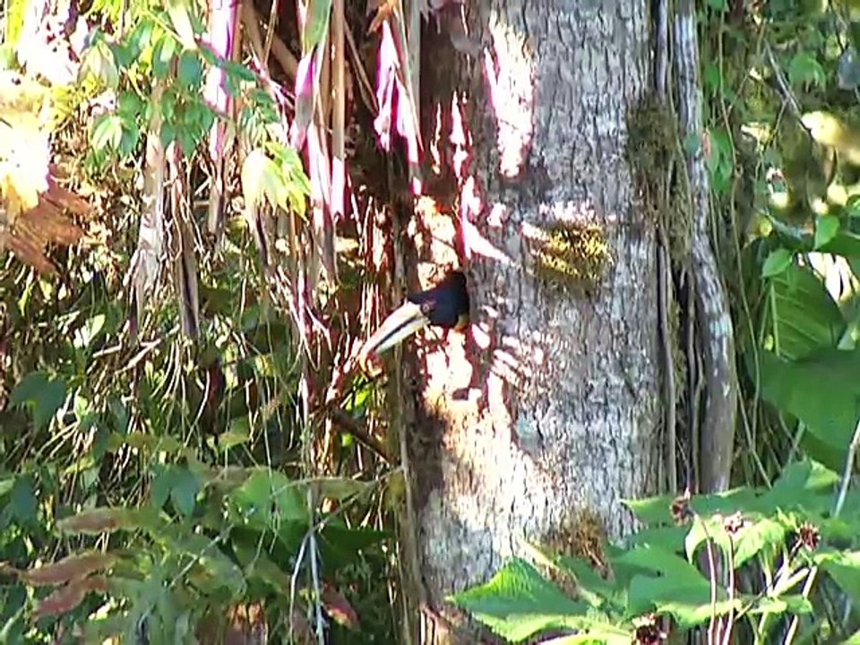 Aventura Ecuador - Mindo