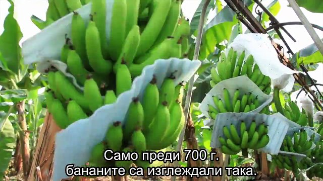 Дълголетие... и защо ям веднъж на ден