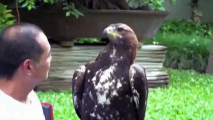 Adorable Loving Animals Compilation