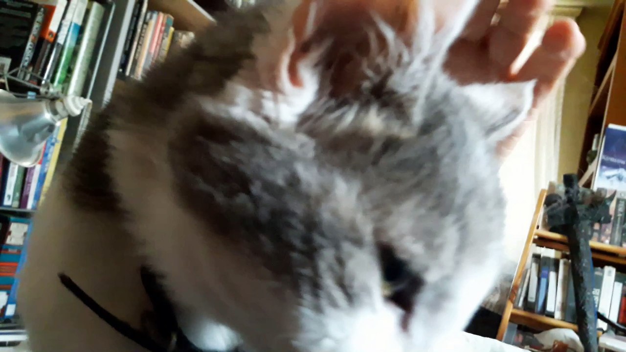 My Best Pet Kitty Wicket