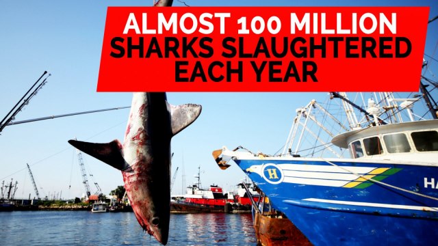 Almost 100 million sharks slaughtered each year