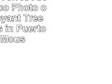 Melissa A Torres Art Puerto Rico  Photo of a Flamboyant Tree with palms in Puerto Rico