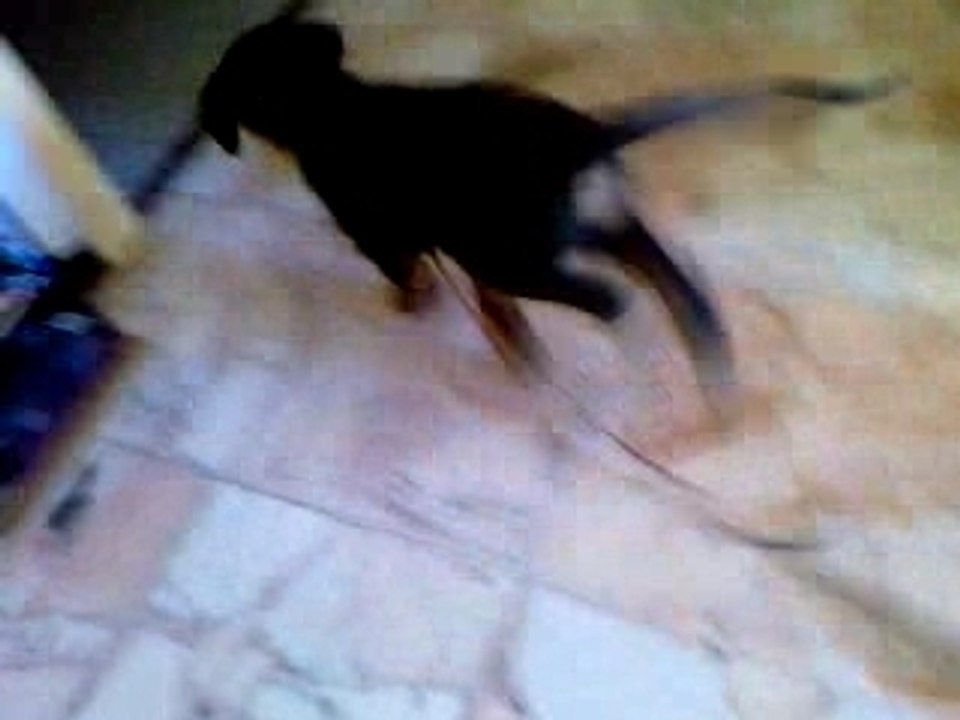 la mascotte