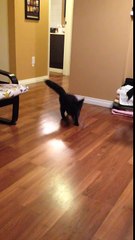 BO THE AMAZING KITTEN! PLAYING FETCH
