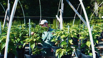 Breeding the World’s Hottest Pepper