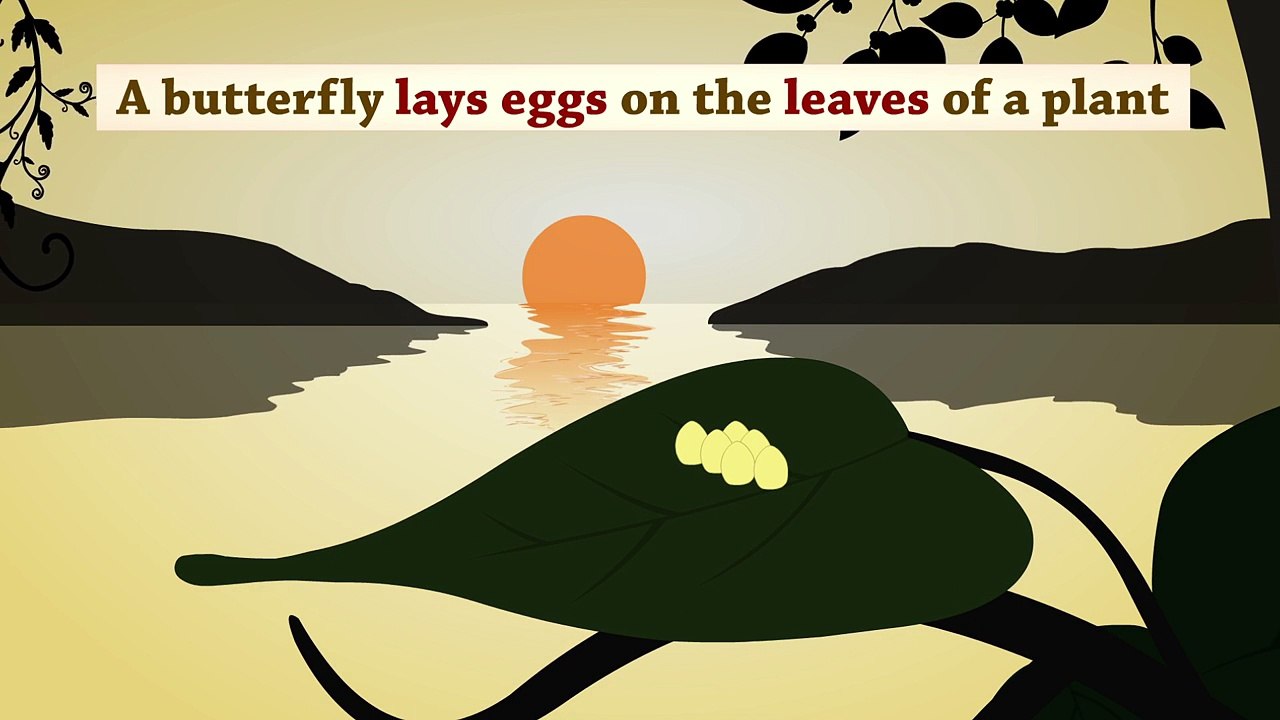 Un et un à un un à papillon pour enfants apprentissage vie de de Cycle cycle ♥ cycle