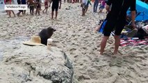 Hungry sea lion chases terrified people off the beach