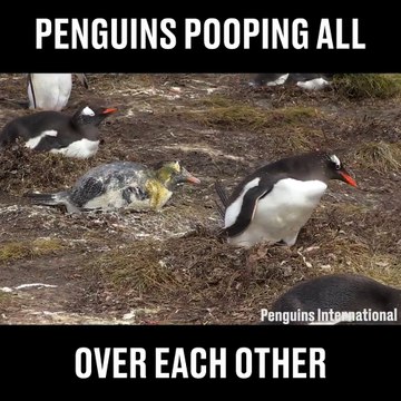 Les pingouins sont des porcs