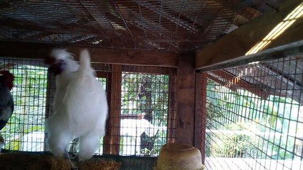 Beautiful Fancy Chickens