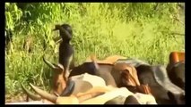 mursi people tribes life african tribes lifestyle documentary