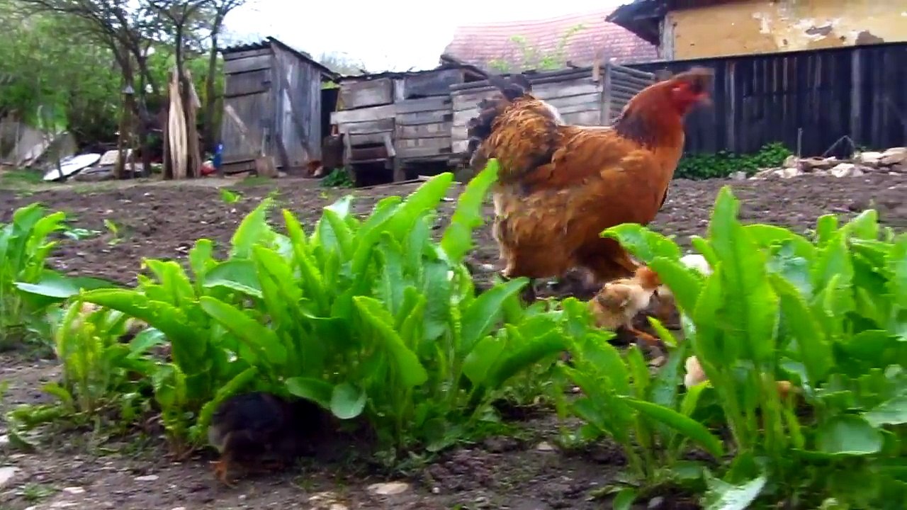 The Hen & Chicks