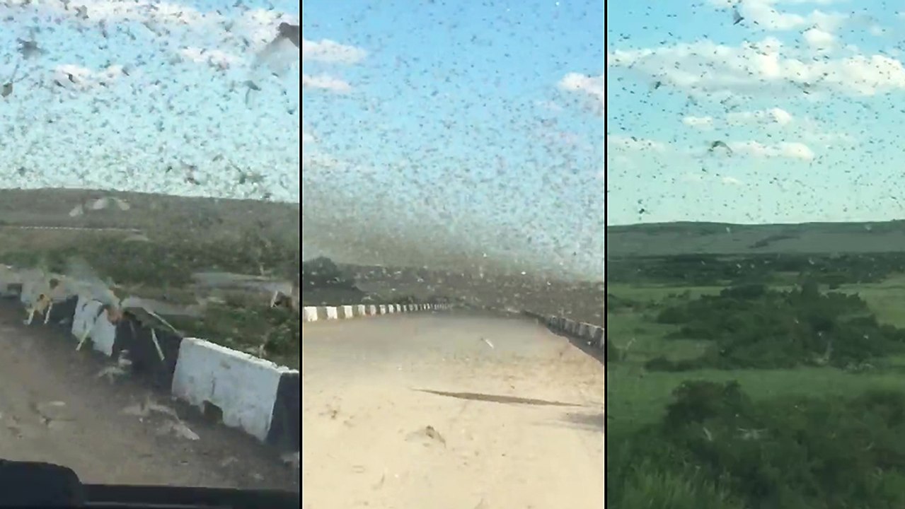 Traverser en voiture un nuage de criquets