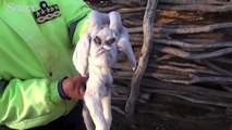 Arjantin'de yüzü insanı andıran keçi görenleri şaşkına çevirdi!