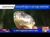 Sakleshpur: 12 Feet Long King Cobra Found Inside A Residential House