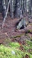 Descargar video: Un phénomène mystérieux filmé en foret par un touriste : le sol et les arbres bougent