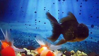 Goldfish Oranda