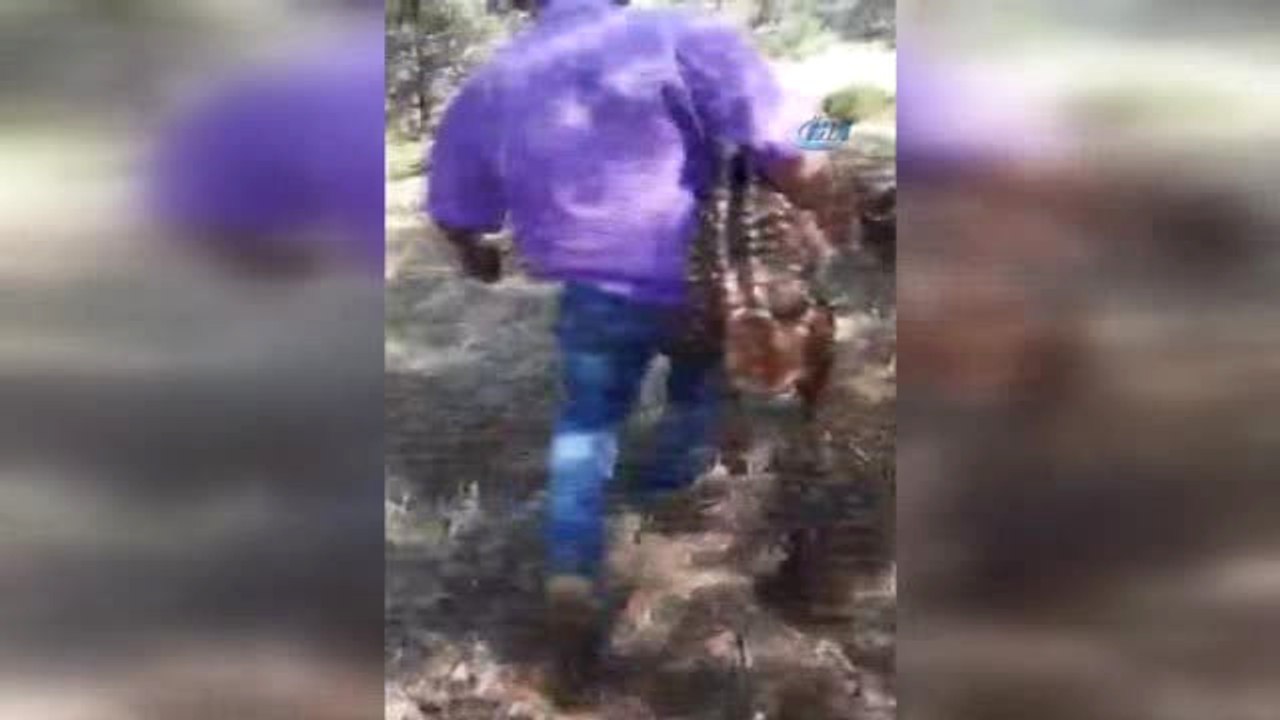 Üniversite Öğrencisi Çoban Yaralı Karaca Yavrusunu Kurtardı