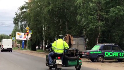 Un ours parade à bord d'un side car