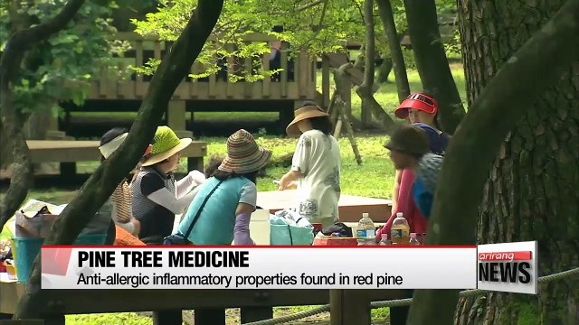 Korean red pines have anti-inflammatory properties
