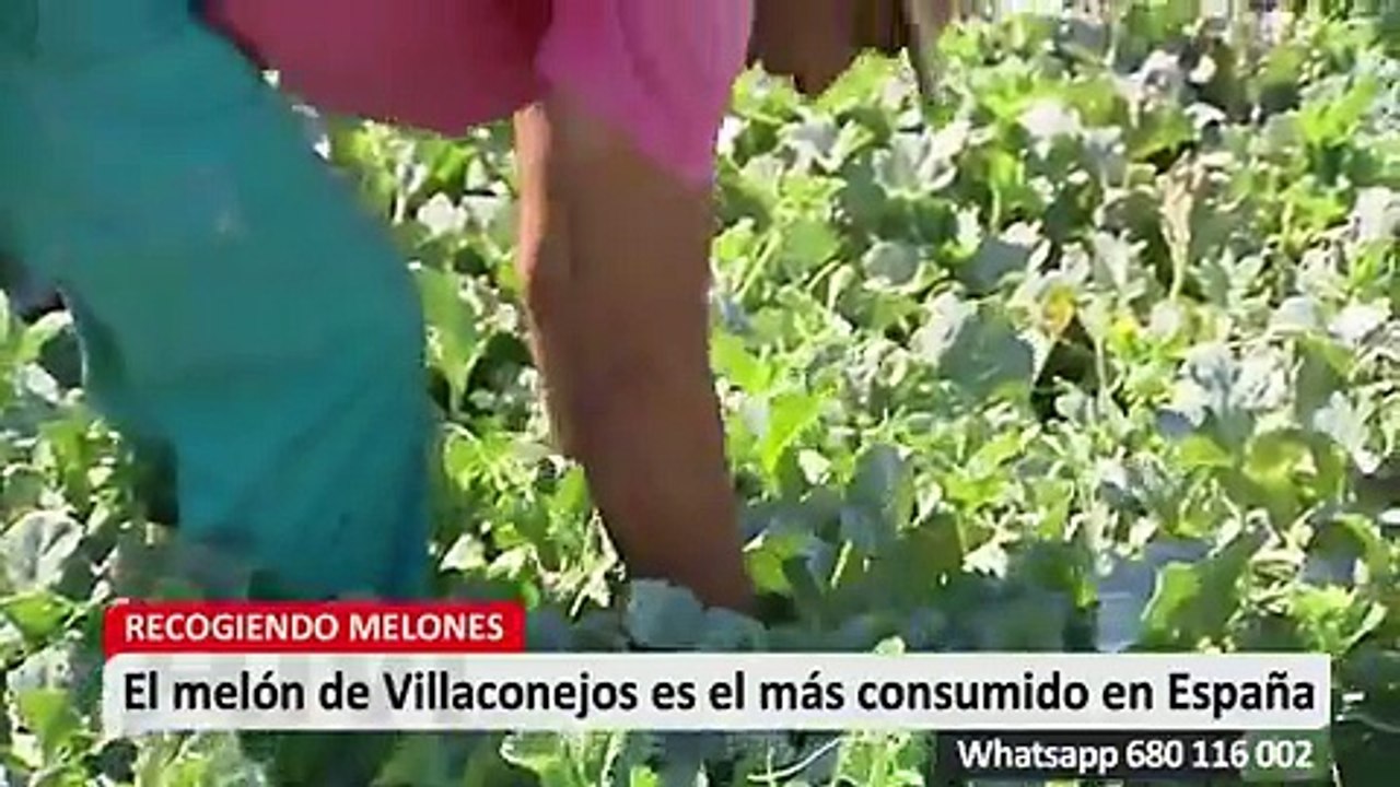 Melón made in Aranjuez (Madrid)