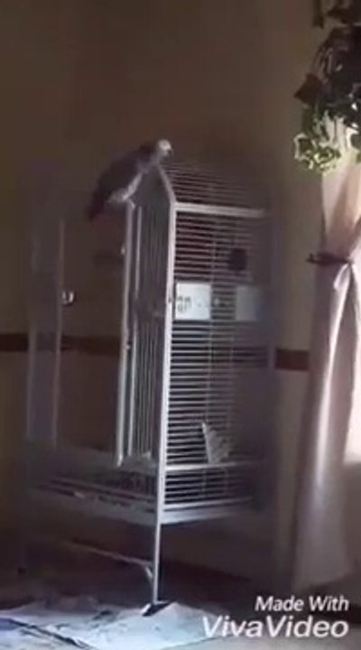 Ce perroquet répète 'Putain, ne tire pas !', les derniers mots qu'a dit son maitre avant de se faire tuer par sa femme