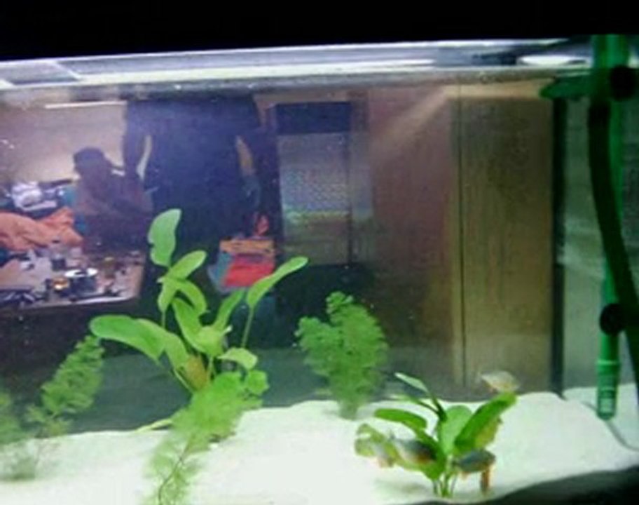 Piranha fütterung!!!! 14.06.2007