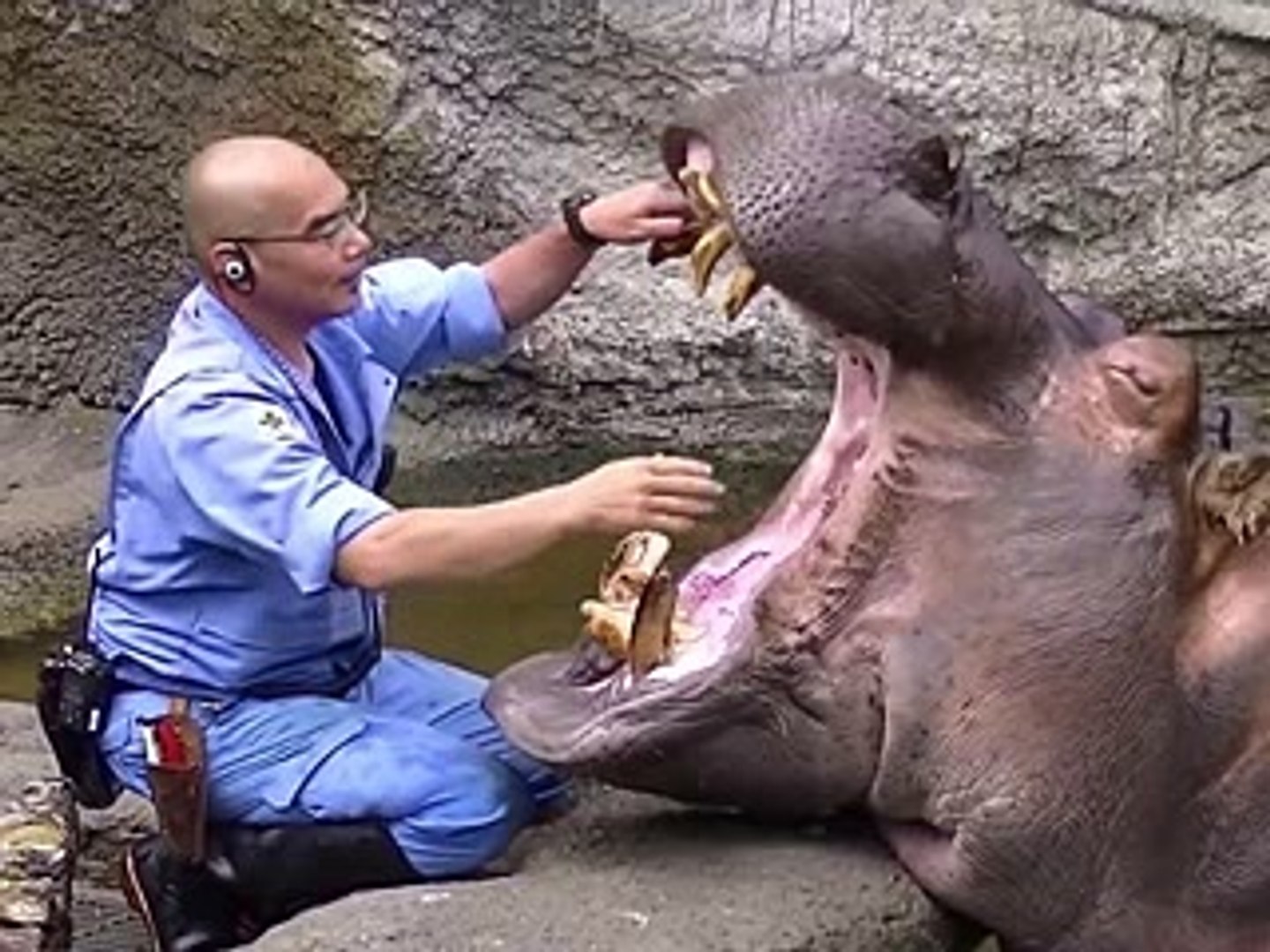 A HIPPO gets his teeth brushed