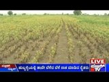 Hubli: Distressed Farmers Destroy Crops