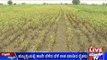 Hubli: Distressed Farmers Destroy Crops