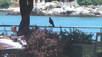 Esnafla "Karga Cafer"In Sıra Dışı Dostluğu