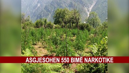 SEKUESTROHEN 25.5 KG KANABIS NË FSHATIN QERRET, NË KËRKIM 3 SHTETAS