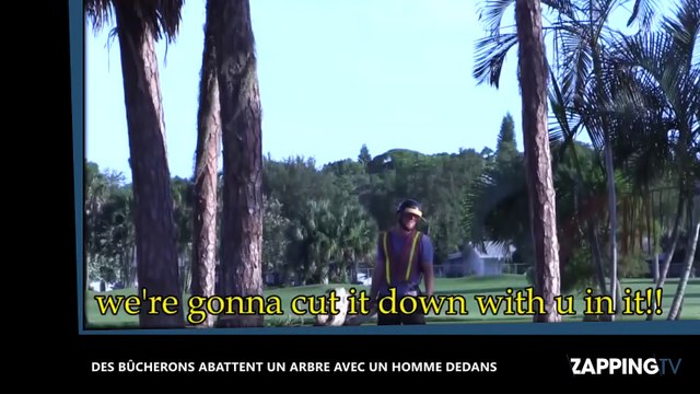 Ils abattent un arbre alors qu’un homme est perché dedans ! (Vidéo)