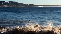 Dog swims out into the ocean to retrieve owner's flipflop