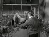 Mister Ed S3E23 - Ed The Zebra