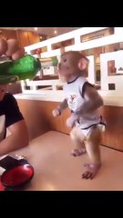 Monkey drink beer