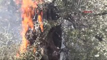 Aydın'da 200 Zeytin Ağacı Yandı