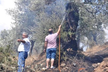 Aydın'da 200 Zeytin Ağacı Yandı