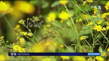 Le port de Biganos, carte postale vivante