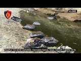 Ora News -  Vlorë, gjenden 210 kg kanabis në lumin Shushicë