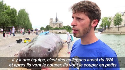 Scoop... une baleine échouée en plein Paris