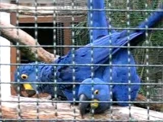 ARA HYACINTE PERROQUET