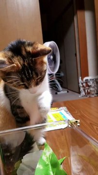 Un Chat qui fait connaissance avec une petite grenouille !!